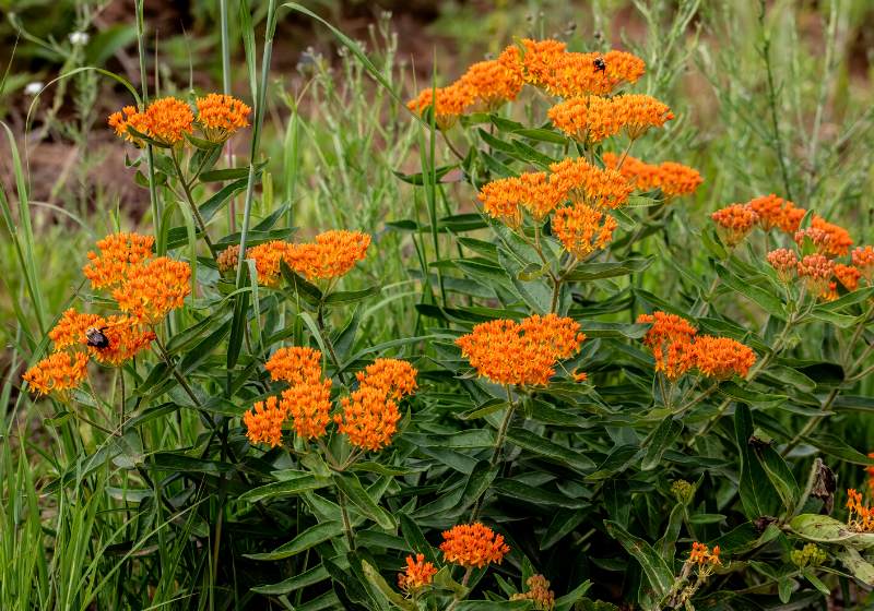 bright orange butterfly weed which attracts | drought tolerant plants home depot
