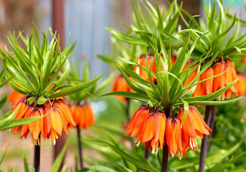 bright orange flowers royal grouse springtime | colorful drought tolerant plants