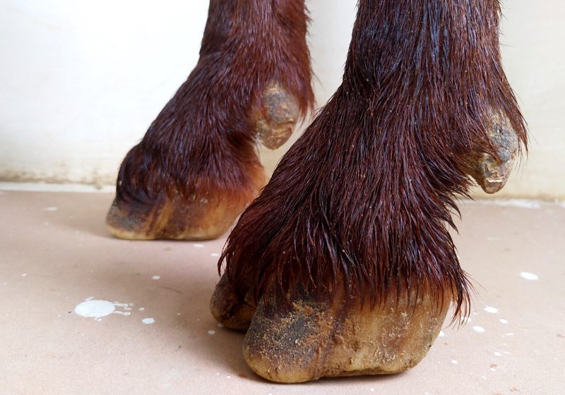 brown colored goat legs hoopcrackingson white | how to trim goat hooves that are overgrown