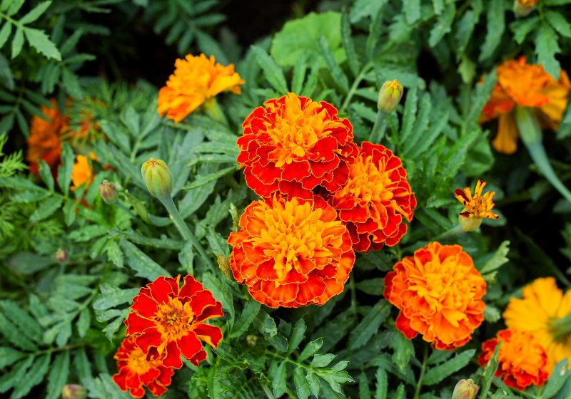 close beautiful marigold flower tagetes erecta | drought tolerant plants for shade