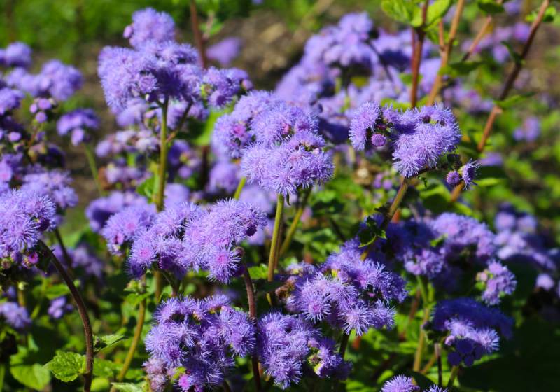 close photo bluemink whiteweed deep purple | drought tolerant plants for pots