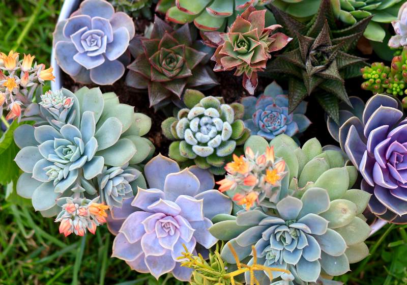 collection various multicolored succulent plants garden | drought tolerant plants home depot