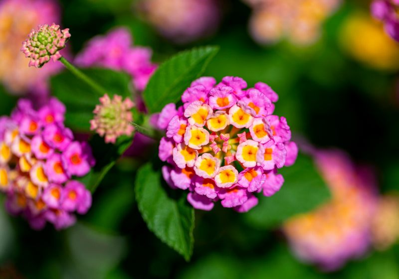 colorful hedge flower shallow depth field | drought tolerant plants southern california