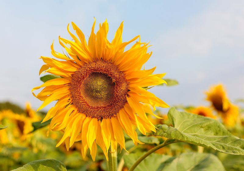 common sunflower large annual forb genus | drought tolerant plants in india