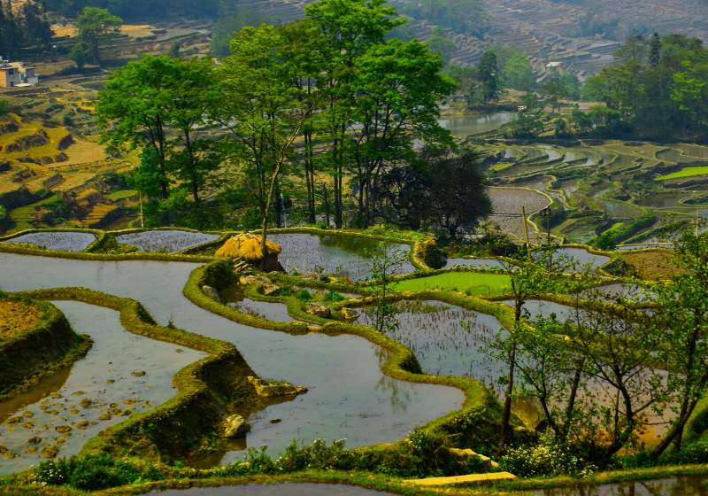 culture landscape honghe hani rice terraces | incan terrace farming