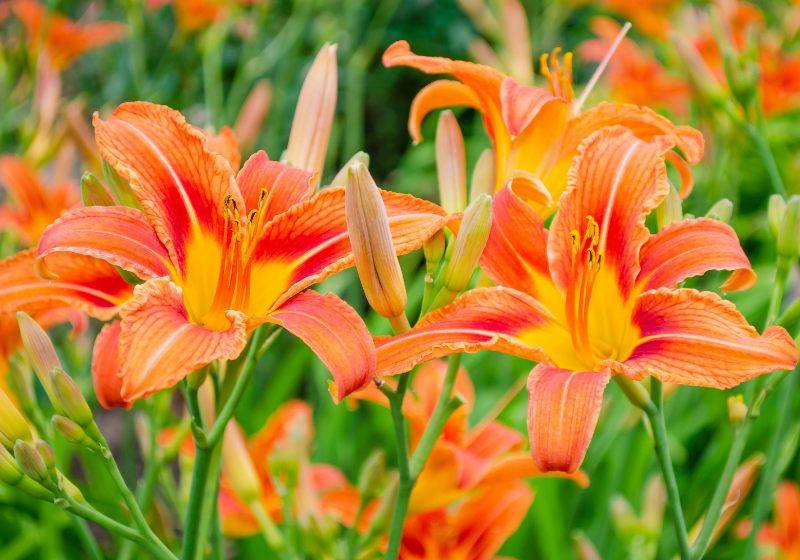 daylily brownyellow flowerbed against foliage hemerocallis | drought tolerant plants for pots
