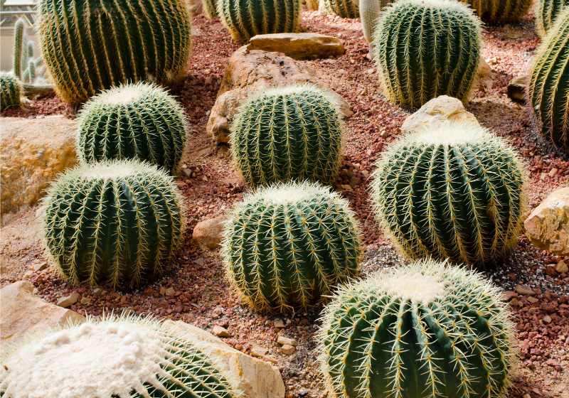 golden barrel cactus commonly used ornamental | drought tolerant plants landscape design