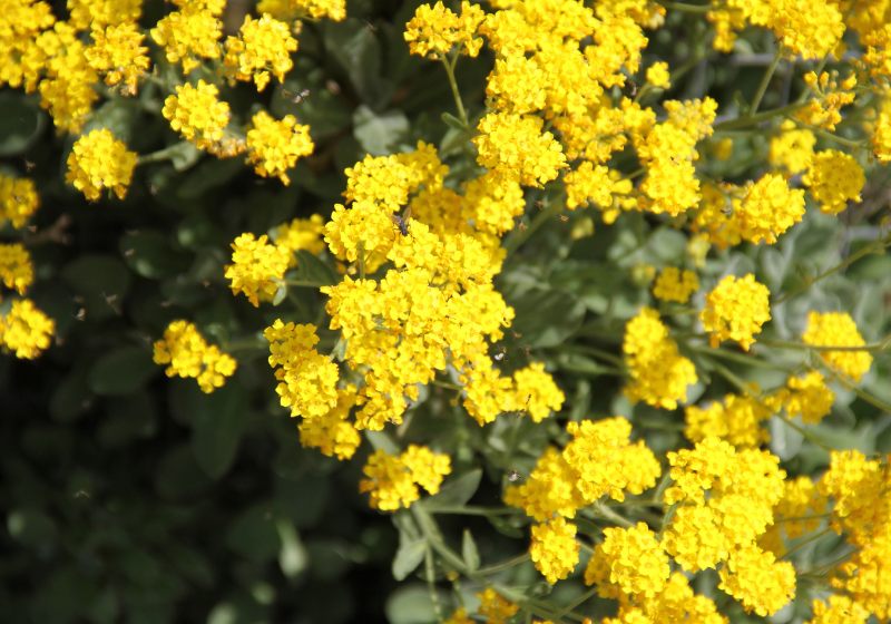 golden tuft alyssum dust yellow spring | best drought tolerant plants