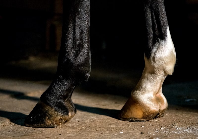 horse hoofs iron horseshoe | how to trim goat hooves the right way