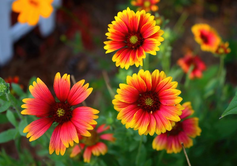 indian blanket flowers showing their beauty | drought tolerant container plants