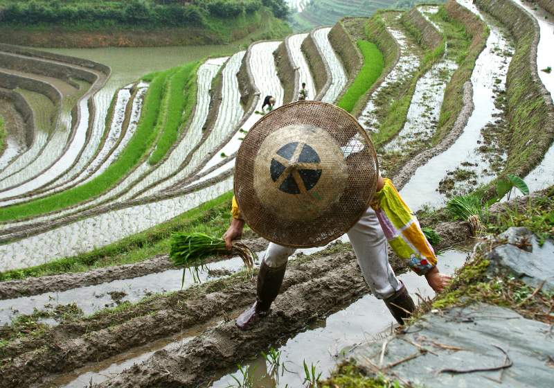 longji rice terraces guangxi province china | terrace farming definition