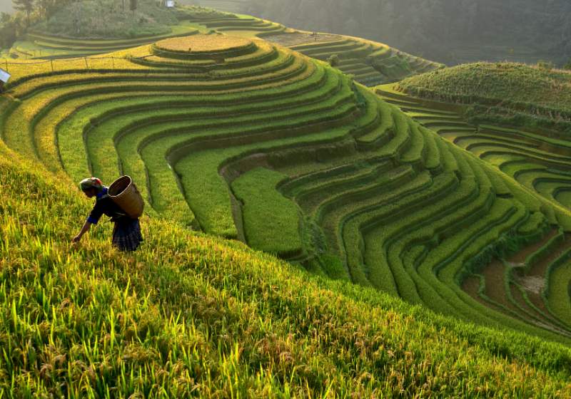 morning light rice field on terrace | terrace farming inca
