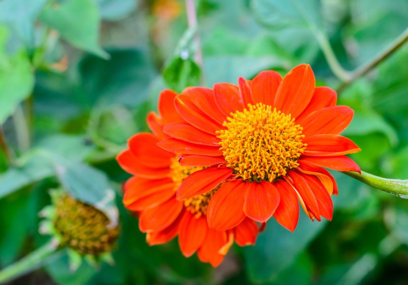orange mexican sunflower scientific name tithonia | drought tolerant plants zone 9