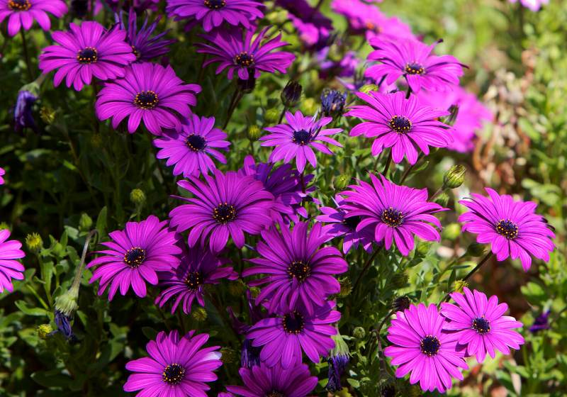 patch violet african daisies flowers green | heat and drought tolerant plants