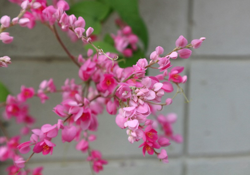 pink flower named coral vine mexican | drought tolerant landscape plants