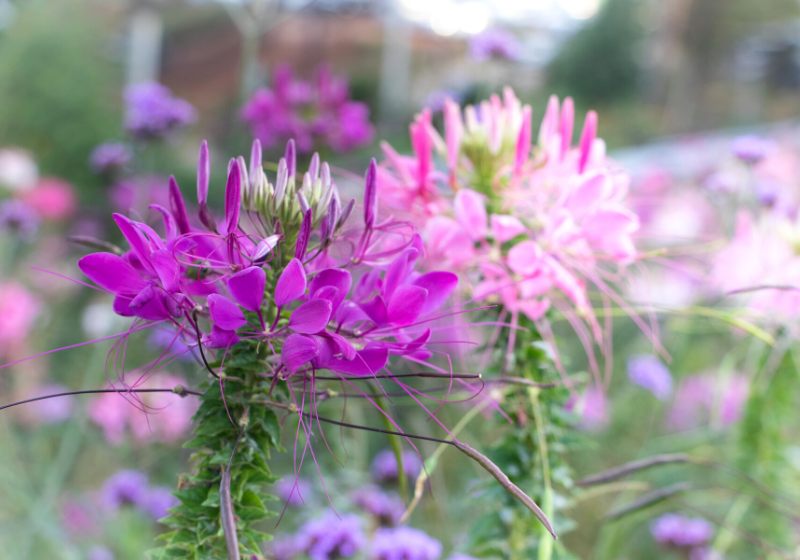 purple flowerscleome spinosa linn growing garden | native california plants drought tolerant