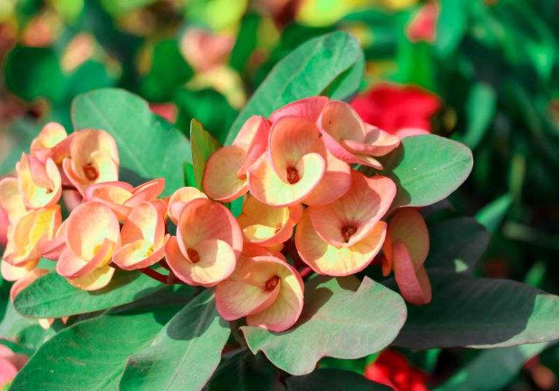 red euphorbia milii desmoul flower blooming | drought tolerant tropical plants