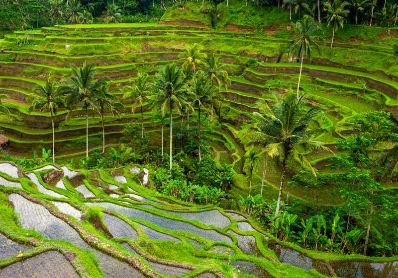 rice terraces bali indonesia | terrace farming in china