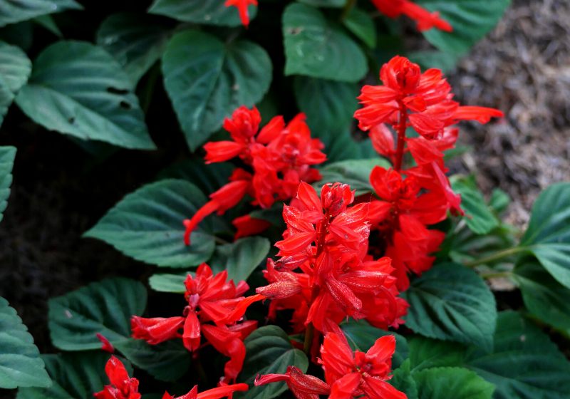 scarlet sage plants salvia splendens | drought-tolerant plants for pots