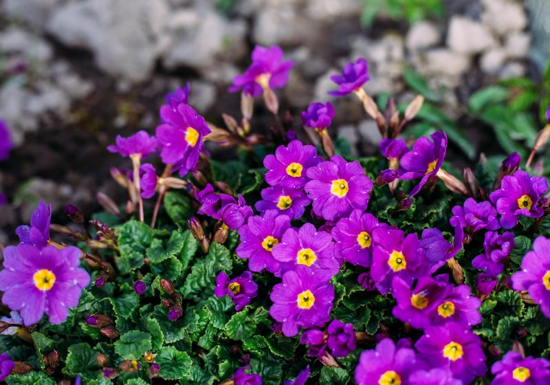 spring purple flowers perennial primrose primula | drought tolerant plants meaning
