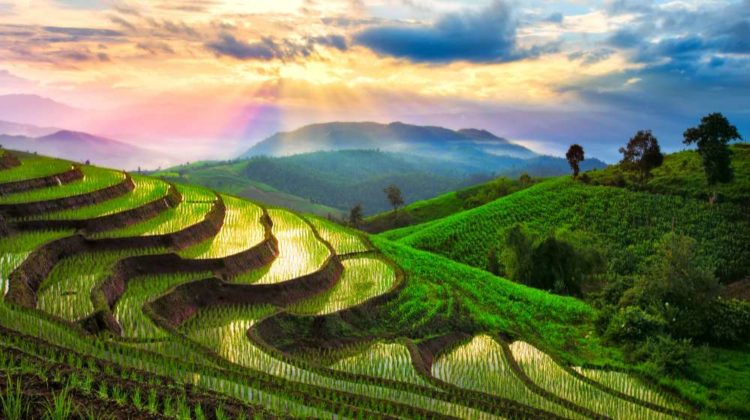 terraced rice paddy field chiangmai thailand | Terrace Farming Around The World | Types Of Farming | featured