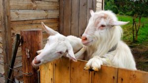 two goat farm male female | How to Trim Goat Hooves | featured
