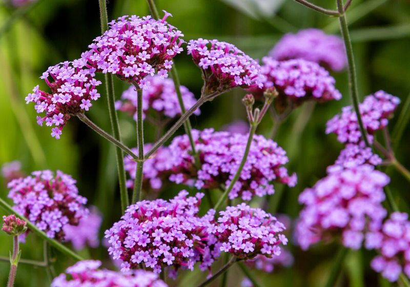 verbena bonariensis flowers-argentinian vervain purpletop | drought tolerant container plants
