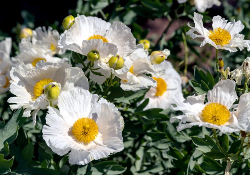 white flowers california tree poppy | full sun drought tolerant plants