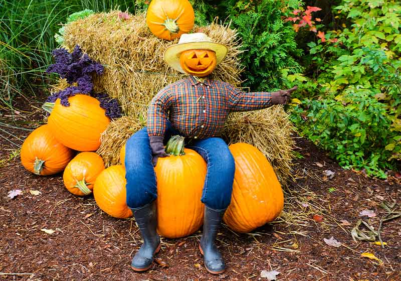 A welcoming scarecrow with a grinning Jack-o-lantern head sits on a pumpkin pile |. outdoor garden scarecrow 