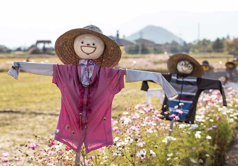 Paddy field with scarecrow and cosmos flowers | scarecrows