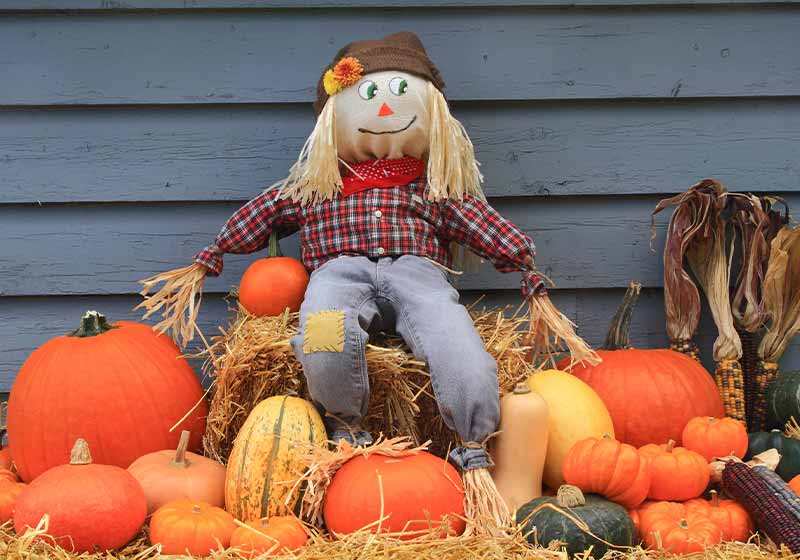 Scarecrow sitting over bail of hay and guarding the harvested pumpkins, squashes and colorful Indian corns | garden scarecrow ideas