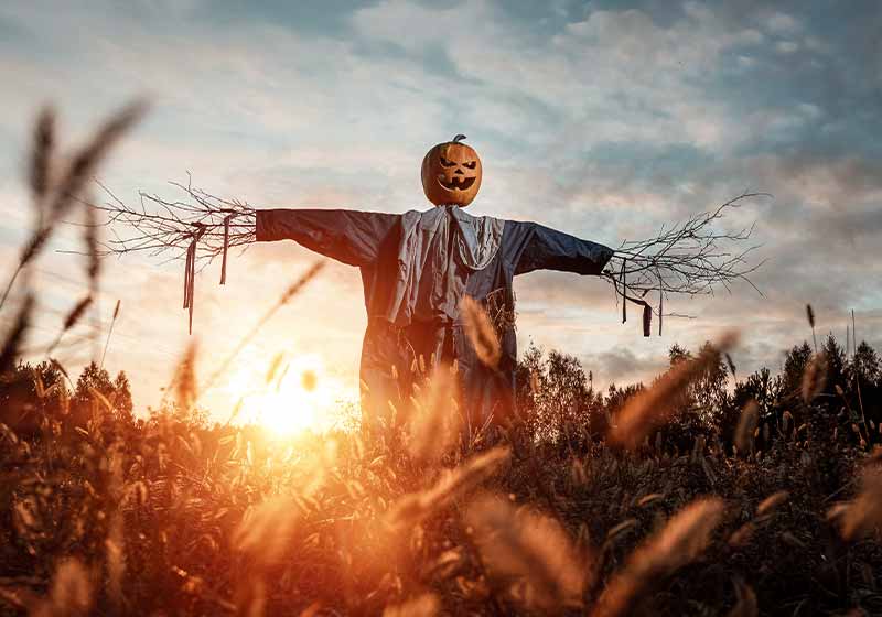 Scary scarecrow with a halloween pumpkin head in a field at sunset | garden scarecrow ideas