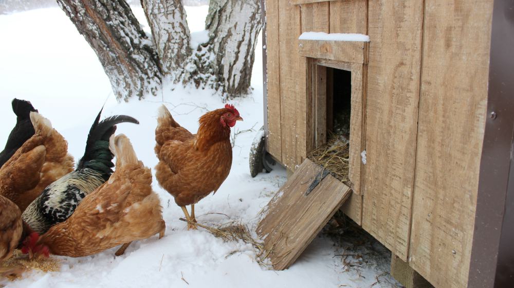 chickens eating grain in snow by chicken coop | How To Keep Your Chickens Warm In Winter | how to keep your chickens warm in winter | chickens in winter
