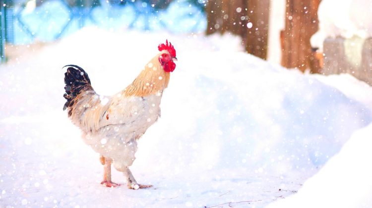 rooster in winter snow | How To Keep Your Chickens Warm In Winter | how to keep your chickens warm in winter | chicken coop heater | Featured