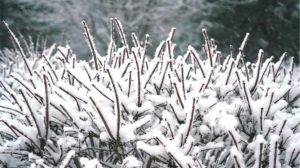 close up on snow on the bush | Cold Weather Plants That Can Survive Winter Outside | Featured