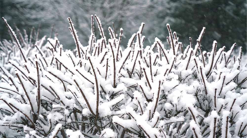 13 Perennials That Can Survive the Coldest Winters