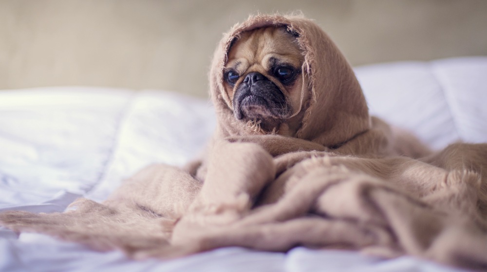 pug covered with brown cloth | How To Keep Dogs Warm and Entertained During Winter | dogs in winter