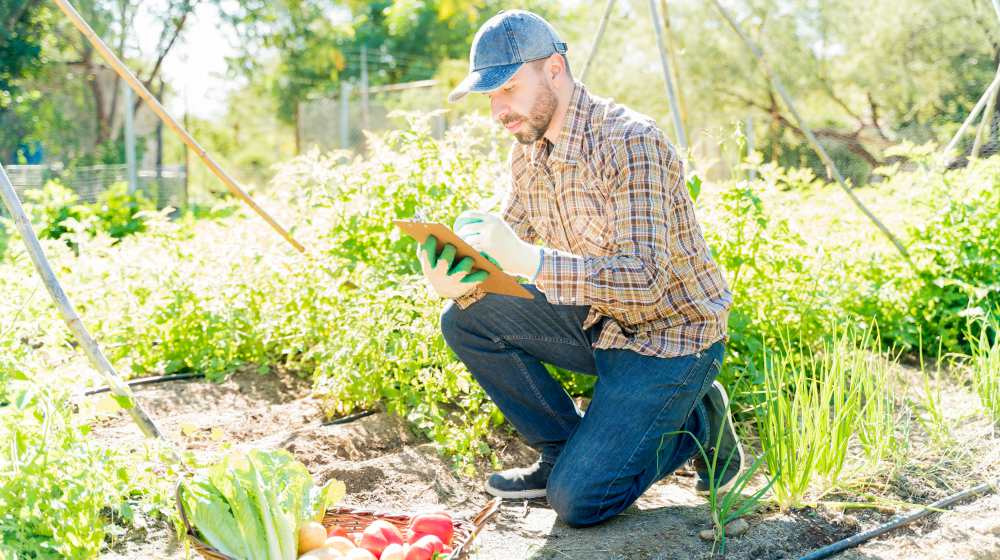 farmer writing on clipboard while examining organic vegetables at garden | Ways To Get The Homestead Ready For Spring | ready for spring | homesteading projects
