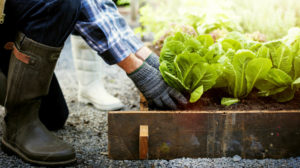 Senior adult couple picking vegetable from backyard garden | Season Extenders: Smart Gardening Tips To Maximize Harvest | season extenders for vegetables | Featured