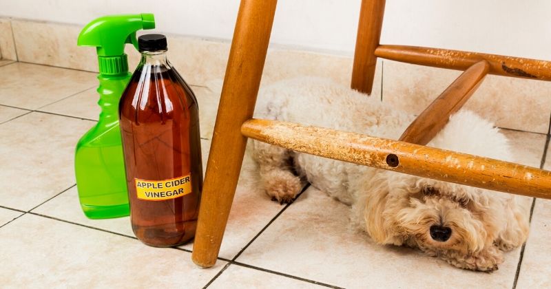 apple cider vinegar dog | Ways To Use A Vinegar Cleaning Solution To Disinfect Your Home