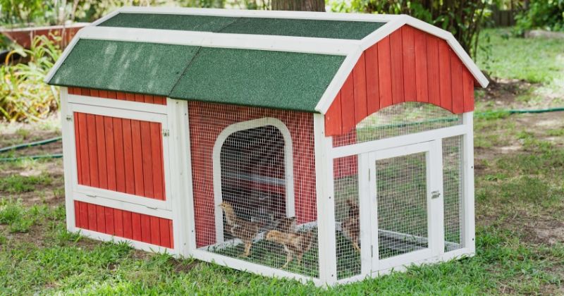 baby rhode island red chicken | Predator-Proof DIY Chicken Run Project For Your Backyard Chicken Coop