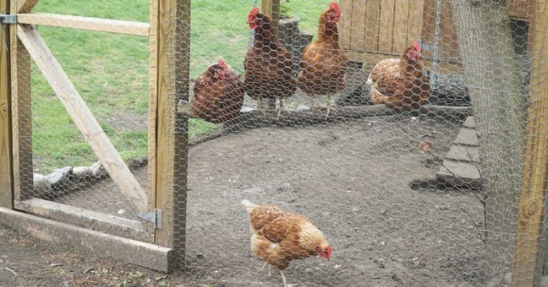 Predator-Proof DIY Chicken Run Project For Your Backyard Chicken Coop