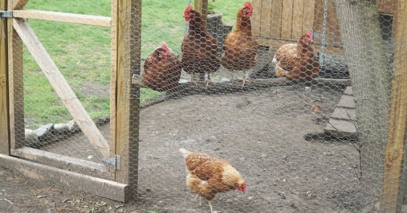 chicken coop back yard residential area | Predator-Proof DIY Chicken Run Project For Your Backyard Chicken Coop