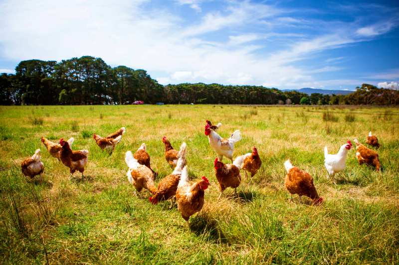 Chickens in a field | Why Homesteaders Should Practice Subsistence Farming Now