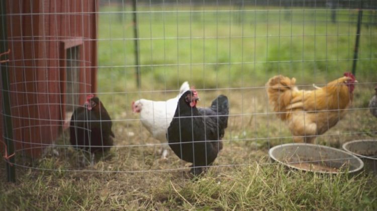 few chickens grazing near their coop | Predator-Proof DIY Chicken Run Project For Your Backyard Chicken Coop | Featured