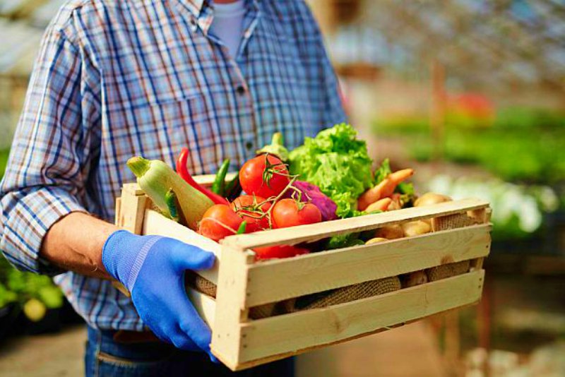 Good harvest | Why Homesteaders Should Practice Subsistence Farming Now