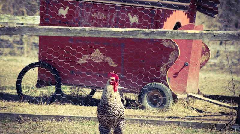 barred rock rooster in front- of gypsy wagon chicken tractor | Homesteading Activities You Should Do This Spring | spring activities | fun spring activities