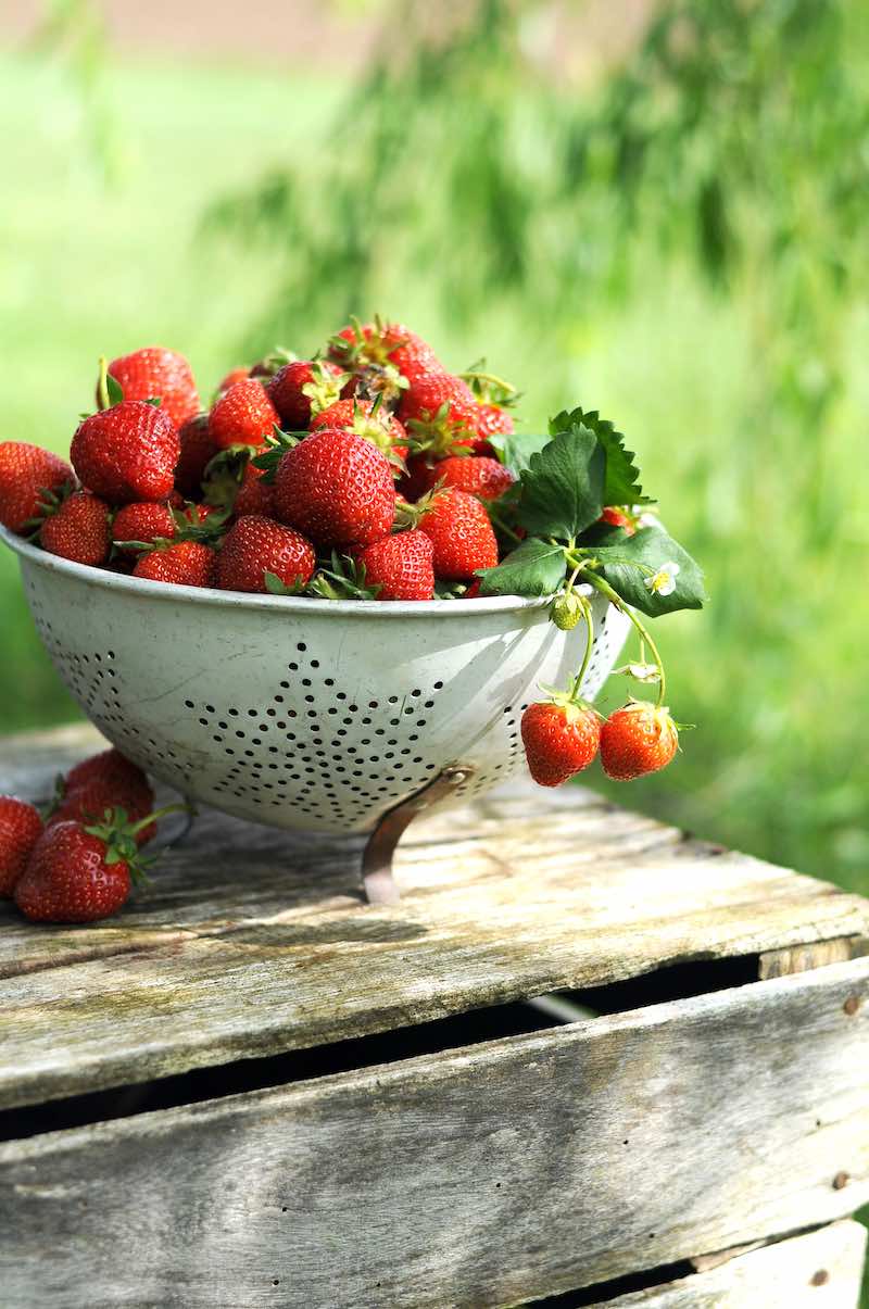 basket of strawberries | A Gardener's Guide on How To Grow Strawberries | strawberry plant care