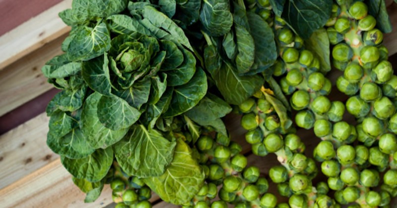 Brussels Sprouts On A Bush In A Garden | How To Grow Brussels Sprouts In Containers