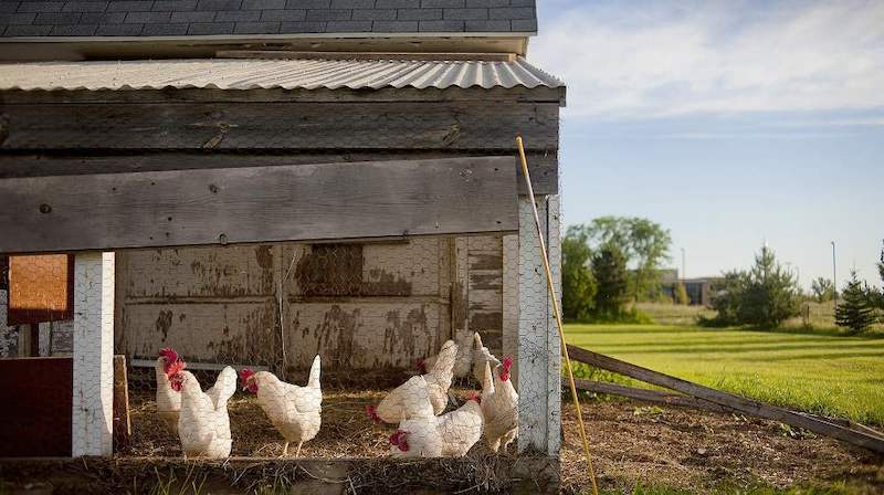 chickens inside chicken coop | Homesteading Activities You Should Do This Spring | spring activities | spring activities for adults